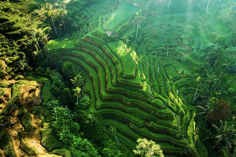 Bali :Monkey Forest, Tegalalang, Temple & Secluded Waterfall - Key Points