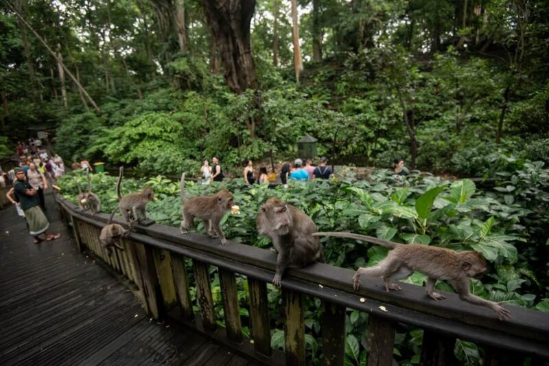 Bali :Monkey Forest, Tegalalang, Temple & Secluded Waterfall - Visiting Tirta Empul Temple