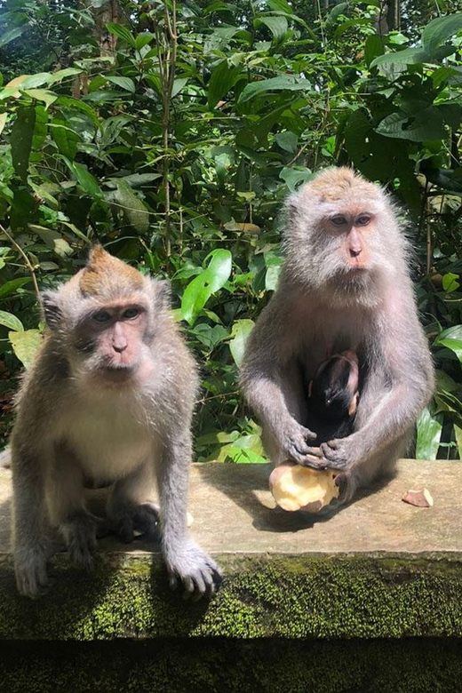 Bali: Monkey Forest, Waterfalls, Rice Terracep, and Coffee … - Waterfall Choices