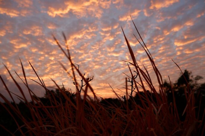 Bali: Mount Batur Entry Ticket on a Guided Hike or Jeep Ride - Volcanic Crater and Forest Trekking