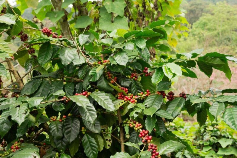 Bali Mount Batur Sunrise Trekking & Coffee Plantation - Frequently Asked Questions