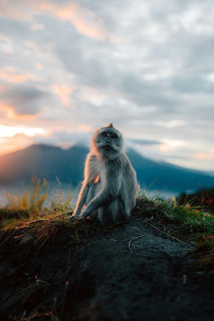 Bali Mt. Batur Sunrise Trekking and Batur Natural Hot Spring - Trekking Experience Overview