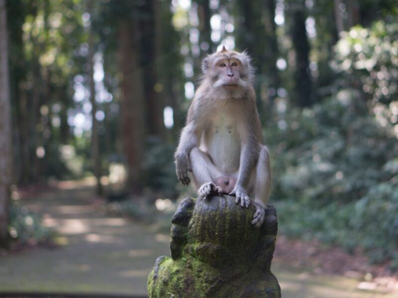 Bali : North Bali Instagramable, Gate, Waterfall, & More - Exclusions