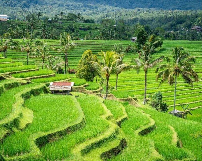 Bali: North Bali Tour with Jatiluwih, Ulun Danu, Waterfall. - The Practical Side: How the Day Unfolds