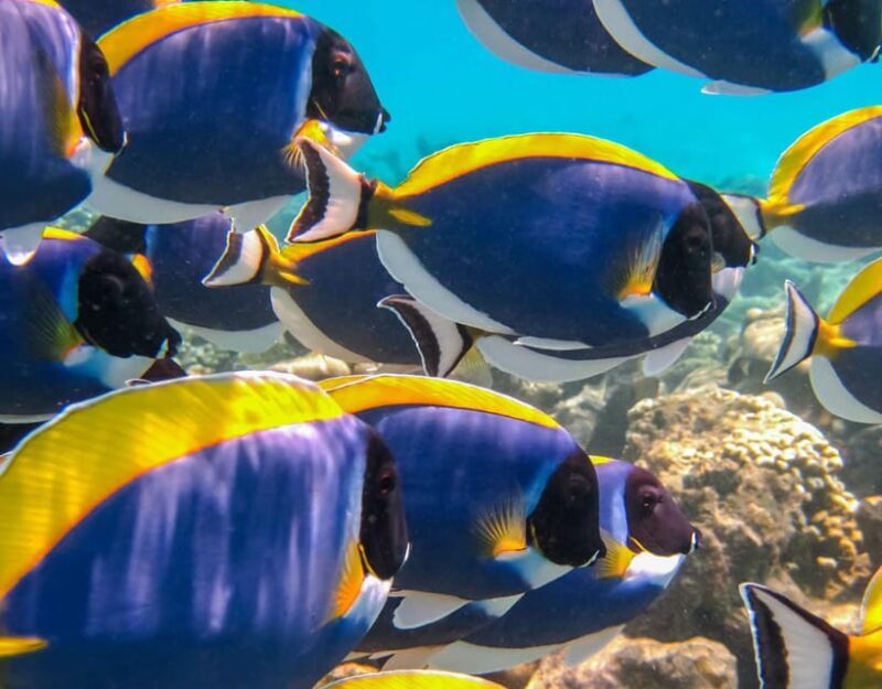 Bali Nusa Dua Sea Walker With Private Transfer - Pickup and Transfer