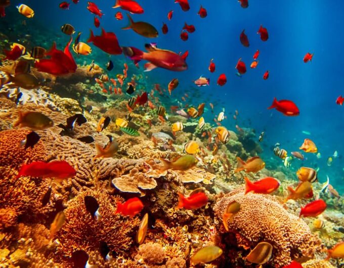 Bali Nusa Dua Sea Walker With Private Transfer - Frequently Asked Questions