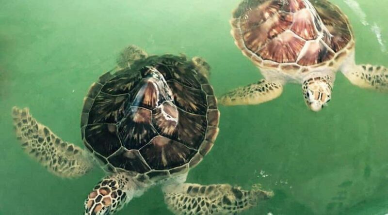Bali/Nusa Dua: Snorkeling, Glass Boat Ride & Turtle Center - Additional Sightseeing and Timing