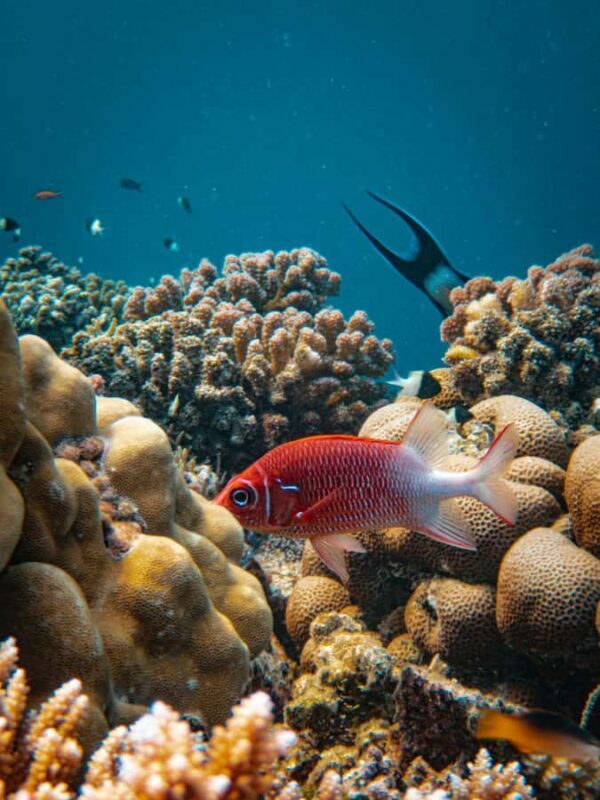 Bali/Nusa Dua: Snorkeling, Glass Boat Ride & Turtle Center - Review Insights: What Travelers Say