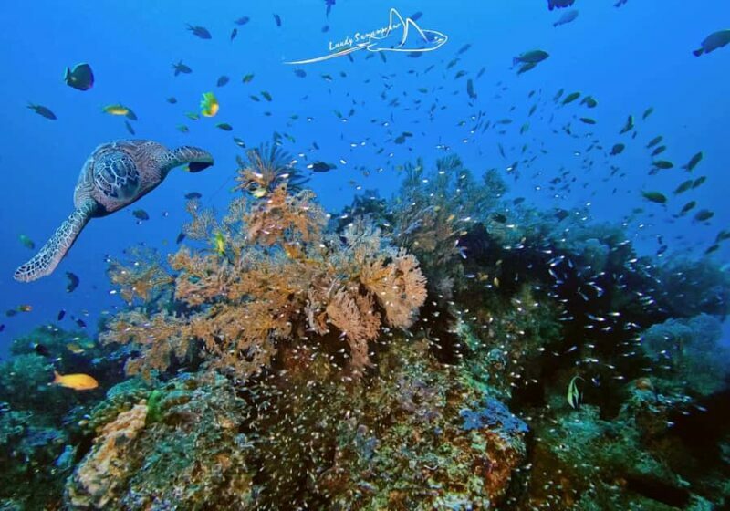Bali/Nusa Penida: 3 Fun Dives to Manta Point, Mola & Reef - An In-Depth Look at What You Can Expect