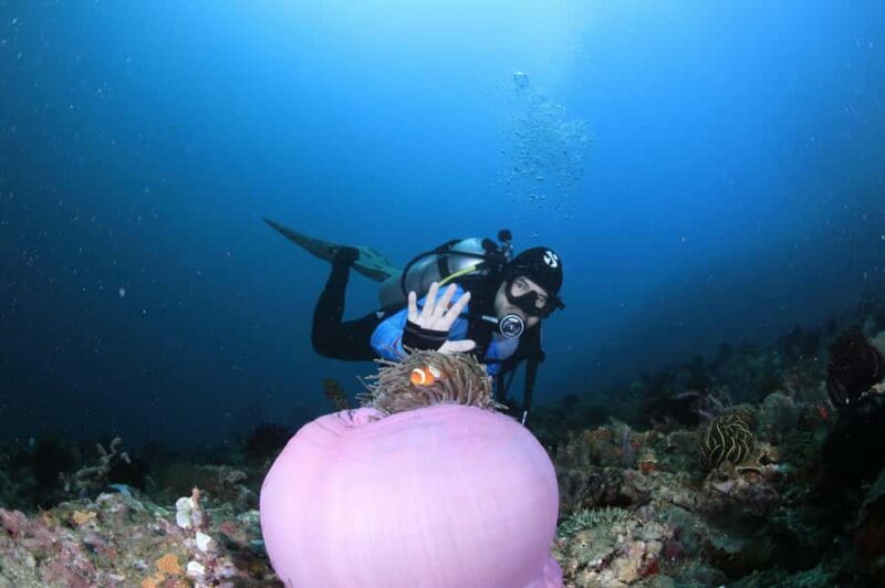 Bali/Nusa Penida: 3 Fun Dives to Manta Point, Mola & Reef - Who Is This Tour Best For?
