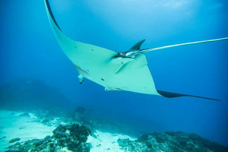 Bali: Nusa Penida by Premium Yacht, Manta Rays, Land Tour - Pricing and Value
