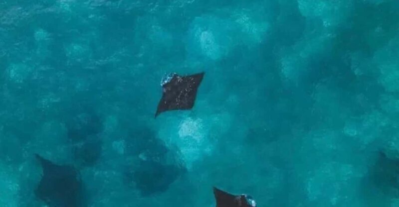 Bali : Nusa Penida Excursion Tour to See Manta Rays by Boat - Itinerary and Activities