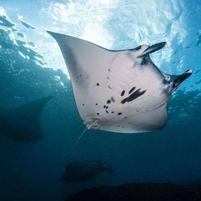 Bali : Nusa Penida Excursion Tour to See Manta Rays by Boat - Frequently Asked Questions