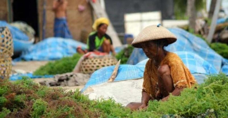 Bali : Nusa Penida Hidden Activity, Seaweed, Temple, Beach. - Key Points