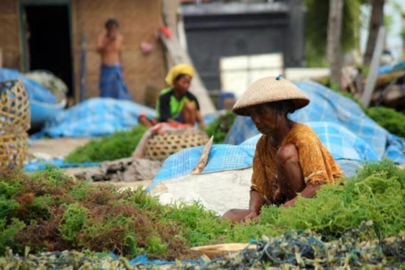 Bali : Nusa Penida Hidden Activity, Seaweed, Temple, Beach. - Seaweed Farming Experience