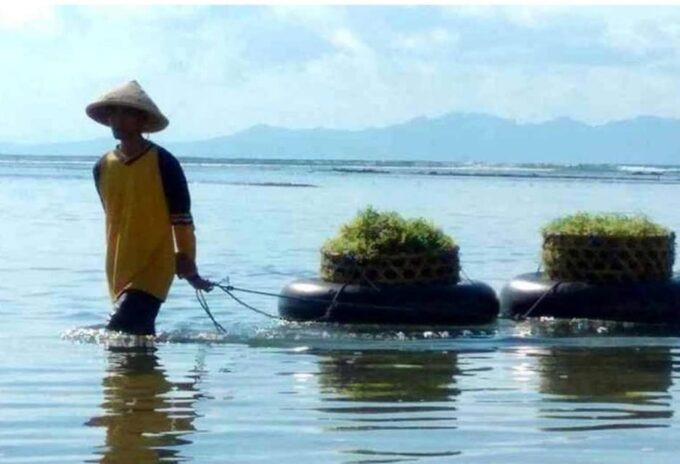 Bali : Nusa Penida Hidden Activity, Seaweed, Temple, Beach. - Frequently Asked Questions