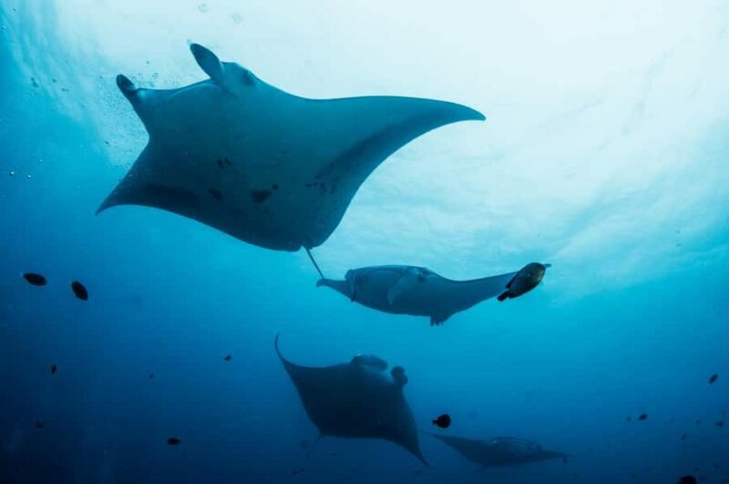 Bali/Nusa Penida: Manta Point Snorkel Boat & West Coast Tour - What This Tour Means for You