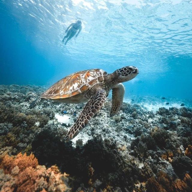 Bali/Nusa Penida: Manta Point Snorkeling & West Coast Tour - Key Points