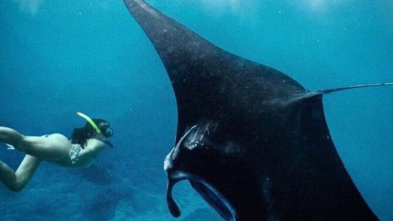 Bali: Nusa Penida Snorkeling and Kelingking Beach Tour - Inclusions and Exclusions