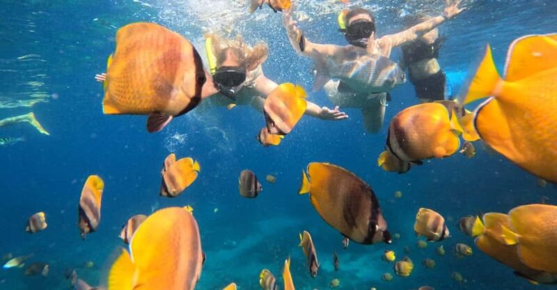 Bali: Nusa Penida Snorkeling and West Tour With Transfers - Important Preparation