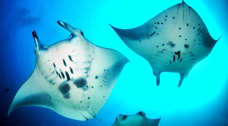 Bali: Nusa Penida Snorkeling Tour With Hotel Transfers - Itinerary and Activities