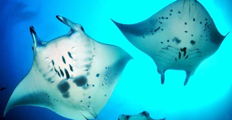 Bali: Nusa Penida Snorkeling Tour With Hotel Transfers - Snorkeling Highlights