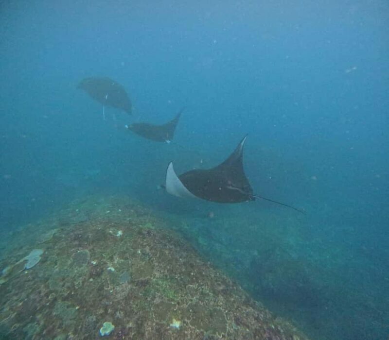 Bali: Nusa Penida Tour with Lunch & Manta Point Snorkeling - The Sum Up