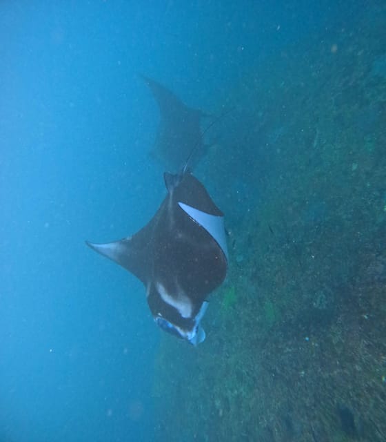 Bali: Nusa Penida Tour With Lunch & Manta Point Snorkelling - Itinerary Highlights