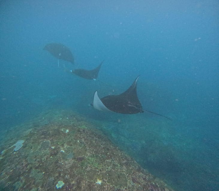 Bali: Nusa Penida Tour With Lunch & Manta Point Snorkelling - Important Information