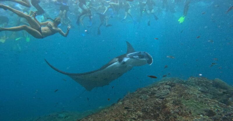 Bali: Nusa Penida Tour With Lunch & Manta Point Snorkelling - Meeting and Transportation