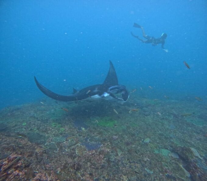 Bali: Nusa Penida Tour With Lunch & Manta Point Snorkelling - Frequently Asked Questions