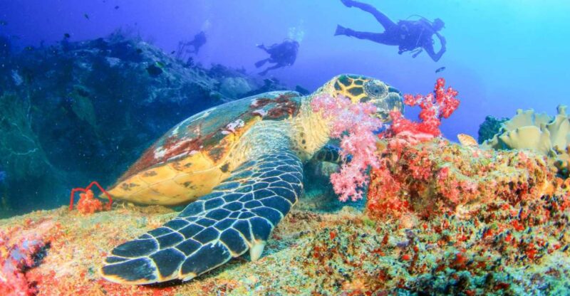Bali: Padangbai Blue Lagoon Beginners Dive Experience - Dive Experience and Highlights