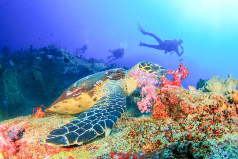 Bali: Padangbai Blue Lagoon Beginners Dive Experience - Logistics and Inclusions