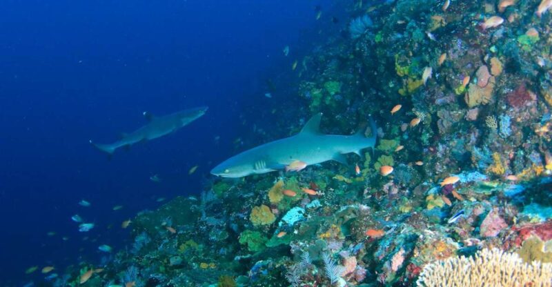 Bali: Padangbai Blue Lagoon Scuba Diving - Dive Site and Experience