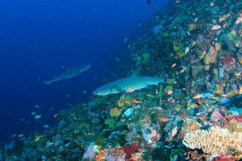 Bali: Padangbai Blue Lagoon Scuba Diving - Itinerary and Transportation