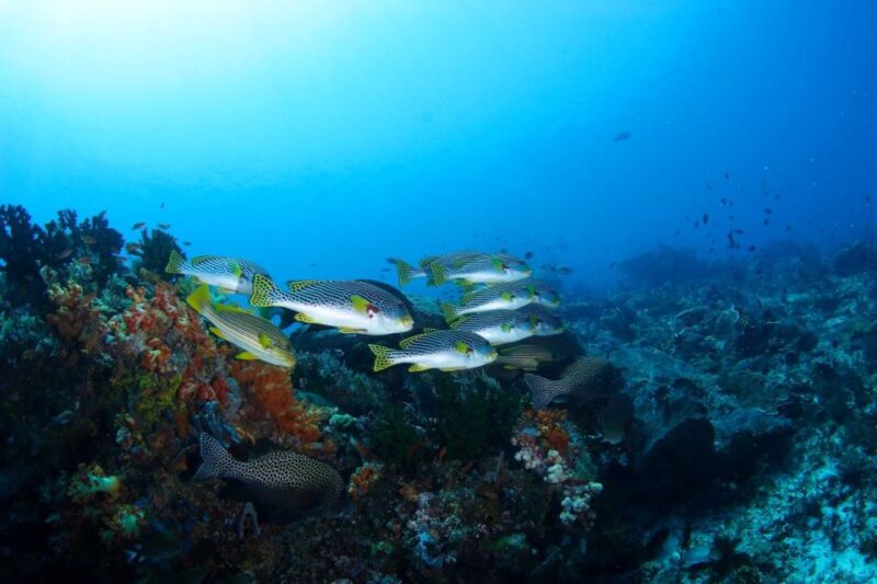 Bali: Padangbai Blue Lagoon Scuba Diving - Important Information