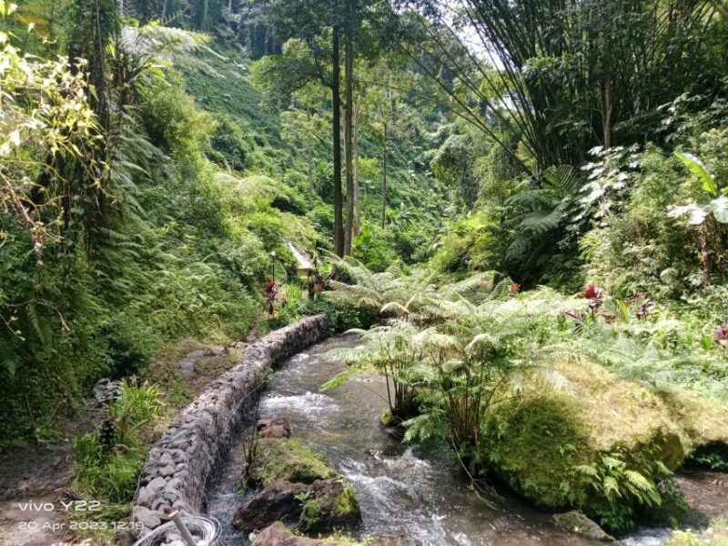 Bali: Pinggan Sunrise Jeep Tour & Coffee Plantation Visit - Itinerary and Experience Highlights