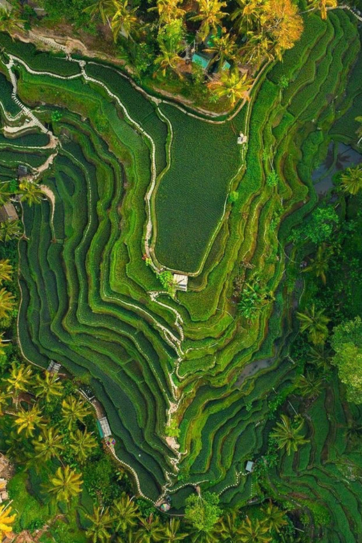 Bali: Primary School- Balinese House- Rice Terrace- Temple - Key Points