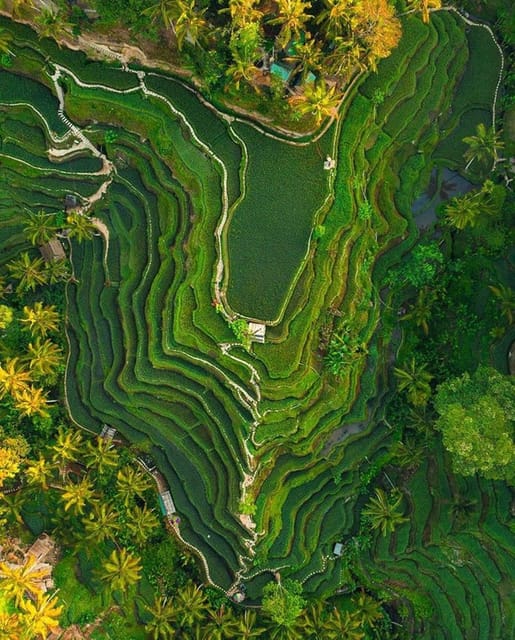 Bali: Primary School- Balinese House- Rice Terrace- Temple - Important Notes