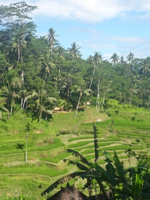 Bali Private Car Charter - Experience and Itinerary