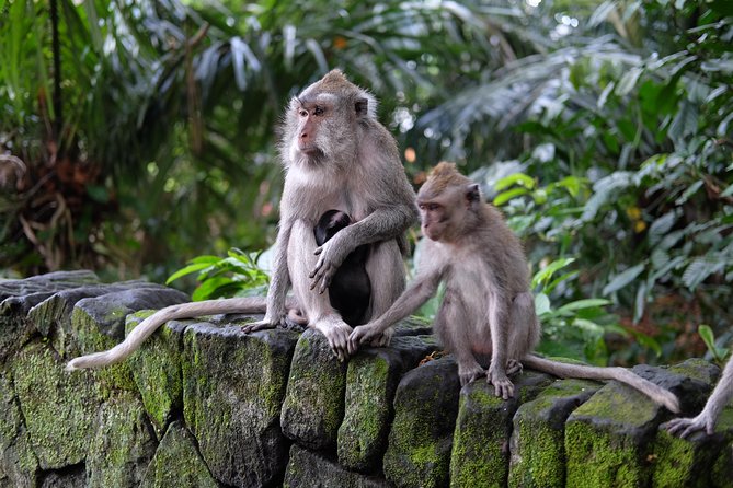 Bali Private Car Charter - Inclusions and Services
