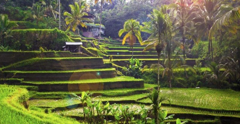 Bali: Private Car Charter With Driver - Personalized Itinerary and Flexibility