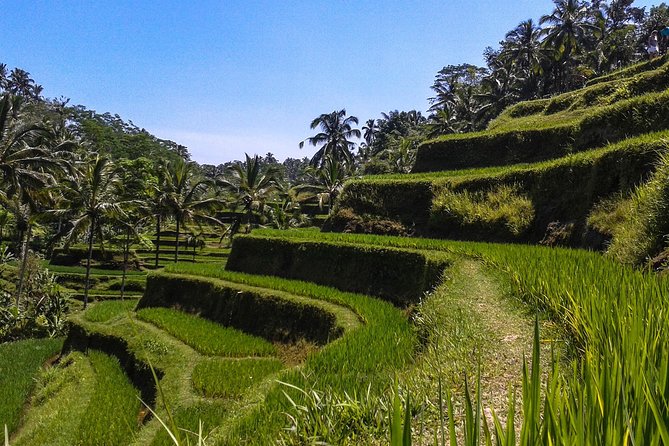 Bali Private Car Charter With English Speaking Driver - Pick-up and Drop-off