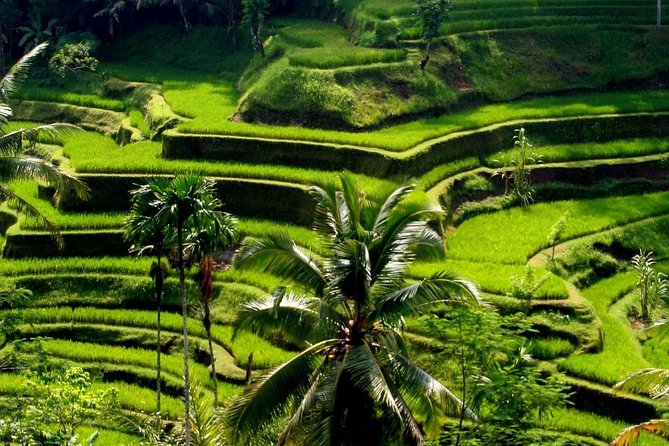 Bali Private Car Charter With English Speaking Driver - Booking Confirmation