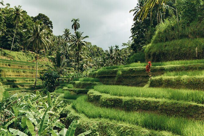 Bali Private Car Full Day Customized Tour With Drone Service - The Drone Service and Its Impact