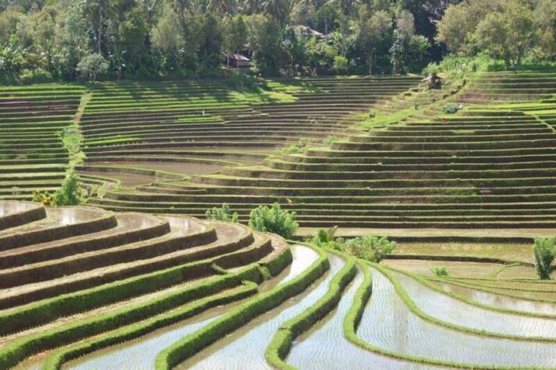 Bali: Private Custom Tour With a Local Guide - Included and Excluded Services
