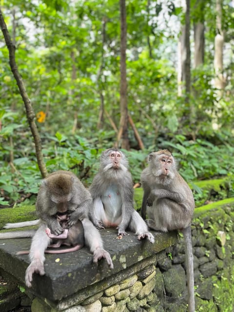 Bali: Private Day Trip With Monkey Forest and Jungle Swing - Experience Description