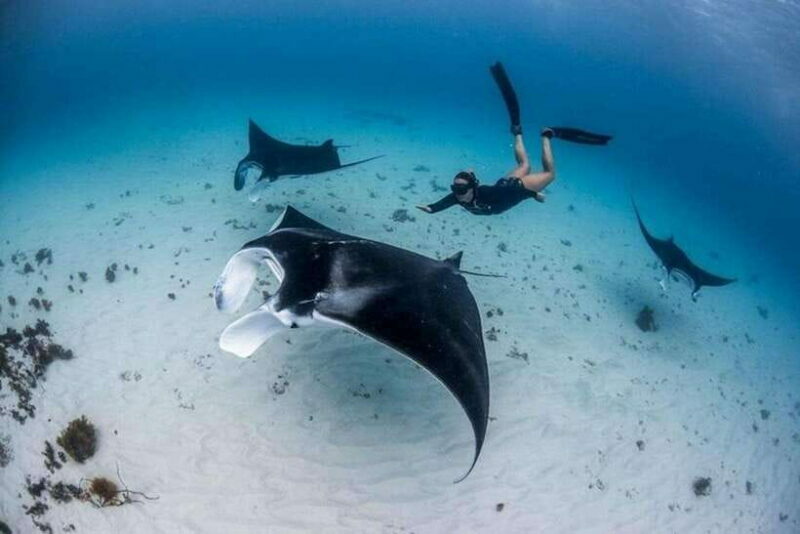 Bali: Private Snorkeling at Manta Point Nusa Penida - An In-Depth Review of the Experience