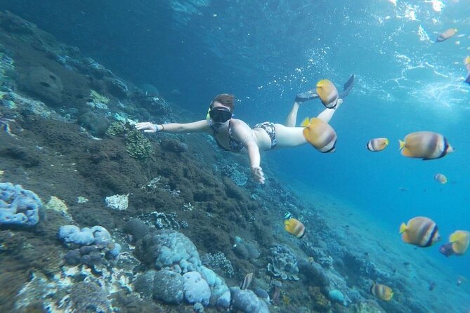 Bali Private Snorkeling (Manta, Sea Cucumber, Crystal) and Nusa Penida Tour - Customer Reviews