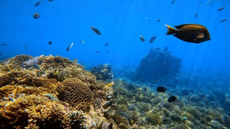 Bali: Private Snorkeling To Blue Lagoon And Tanjung Jepun - Included and Excluded Items